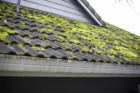 mossy roof